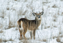 Ohio’s final 2024-25 deer hunting season report deer final