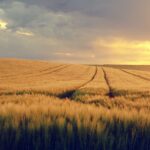 Traders are wary of new USDA report grain