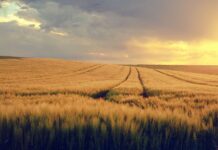 Traders are wary of new USDA report grain