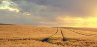 Traders are wary of new USDA report grain