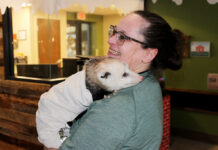 Rehabilitating opossums is a labor of love for Stark Parks volunteer Shandy Myers and schmidt