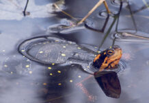 Signs of spring: Reptiles awakening