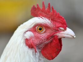 Bird flu detected in backyard flock in Jackson County, West Virginia chicken
