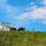 meadow-2503453_1280-300