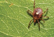 Farmers beware: A bite from this tick could make you allergic to your animals