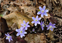An ephemeral emergence: Part 1 Hepatica flowers