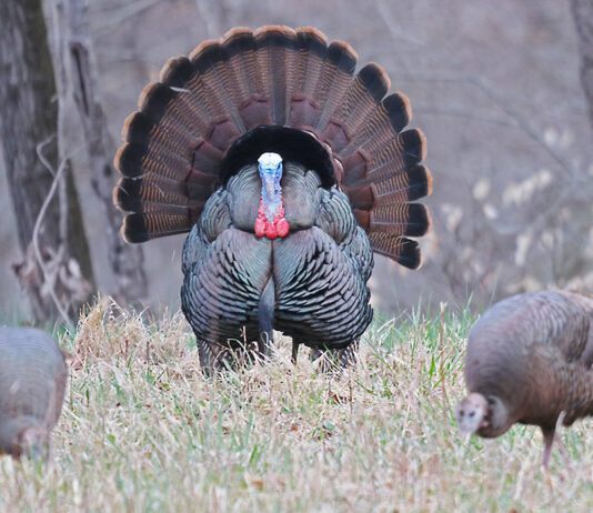 A rugged trip to the supermarket turkey tom