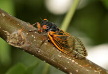 Cicadas will emerge this spring in southwest Ohio cicada