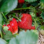 Ohio State conducting strawberry fungal disease research strawberry plant