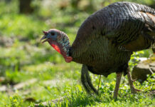 Ohio’s spring wild turkey hunting seasons open wild turkey
