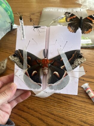 Cecropia moth