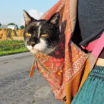 A backpack for Felix Felix in his backpack