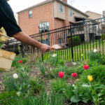 How to make homemade deer repellent Homemade deer repellent