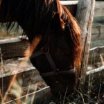 How to manage horse manure horse