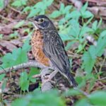 Robin on the menu juvenile robin