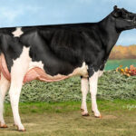 Ohio cow named Holstein Association Star of the Breed star of breed ohio