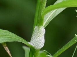 Spit happens: The hidden life of spittlebugs spittlebug abode