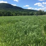 Pennsylvania research project explores markets for switchgrass
