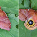 Look twice: Eyespot mimicry in butterflies and moths Io moth
