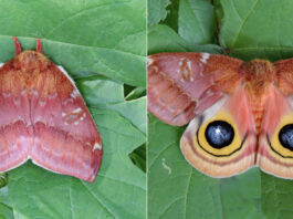 Look twice: Eyespot mimicry in butterflies and moths Io moth