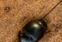 Small hive beetle control SHB adult