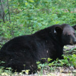 Black bear research ongoing in Ohio black bear
