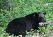 Black bear research ongoing in Ohio black bear