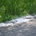 Snow in June? It’s the eastern cottonwood tree cottonwood accumulation