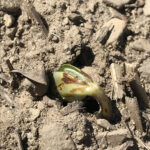 Beware of soil crusting soil crusting