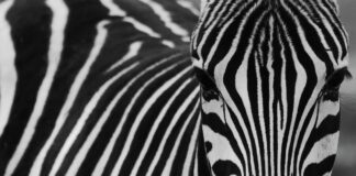 zebra