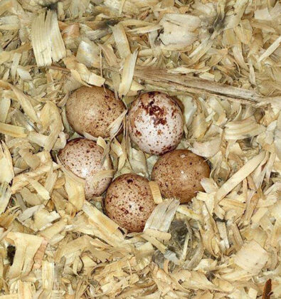 kestrel egg clutch