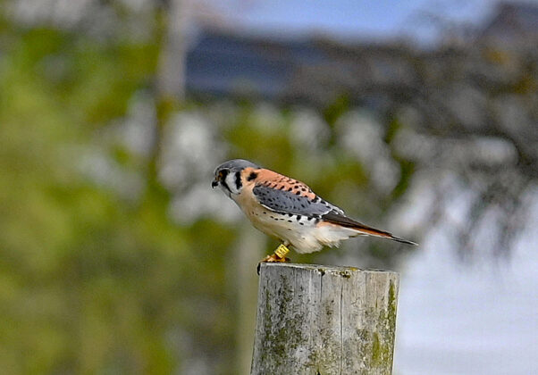 Banded male kestrel