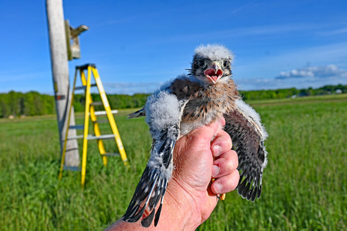 Kestrel chicks