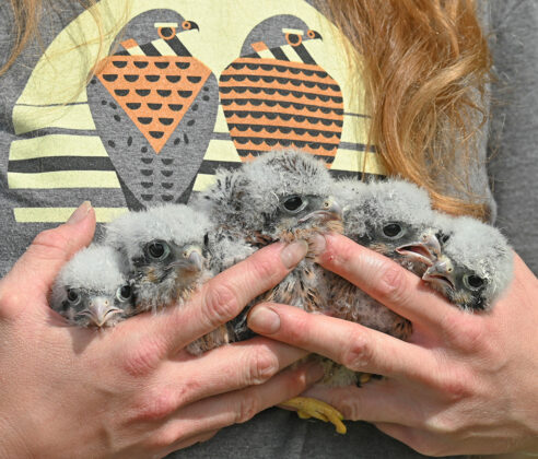 family group of American kestrel chicks