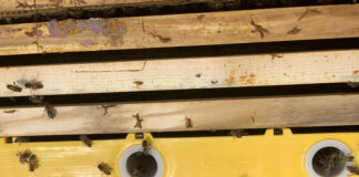 bees in frame feeder