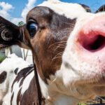 The forgotten nutrient: Closing the gap in your calf feeding program Vale Wood Farms