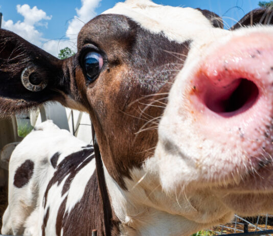 The forgotten nutrient: Closing the gap in your calf feeding program Vale Wood Farms