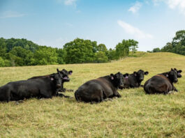 Drought, rain and recovery: Navigating southeast Ohio’s rollercoaster forage year cattle on pasture