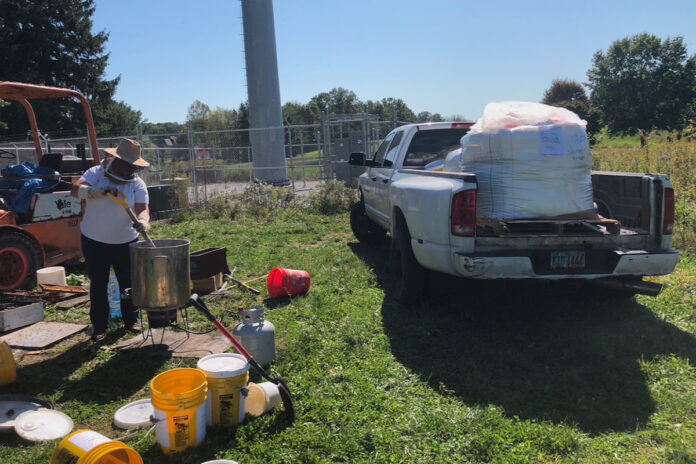 feeding bees feeding bees