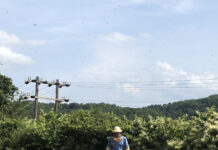 Honey and the invasive species Japanese knotweed mark bedillion