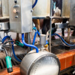 How to understand your milk quality report Vale Wood Farms