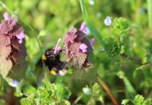 A love-hate letter to weeds nettle