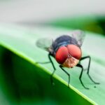 New World screwworm again halts livestock trade with Mexico