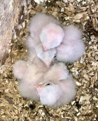 one-day old kestrel chicks