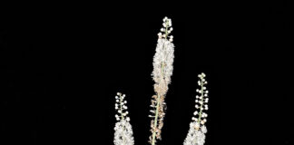 regalis on fairy candles