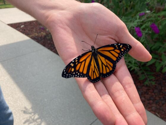 Butterfly in hand