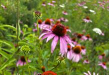 Migration and monarchs: Why these butterflies matter Butterfly on coneflower