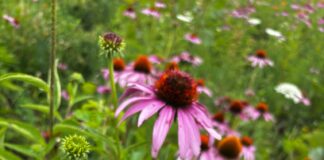 Migration and monarchs: Why these butterflies matter Butterfly on coneflower