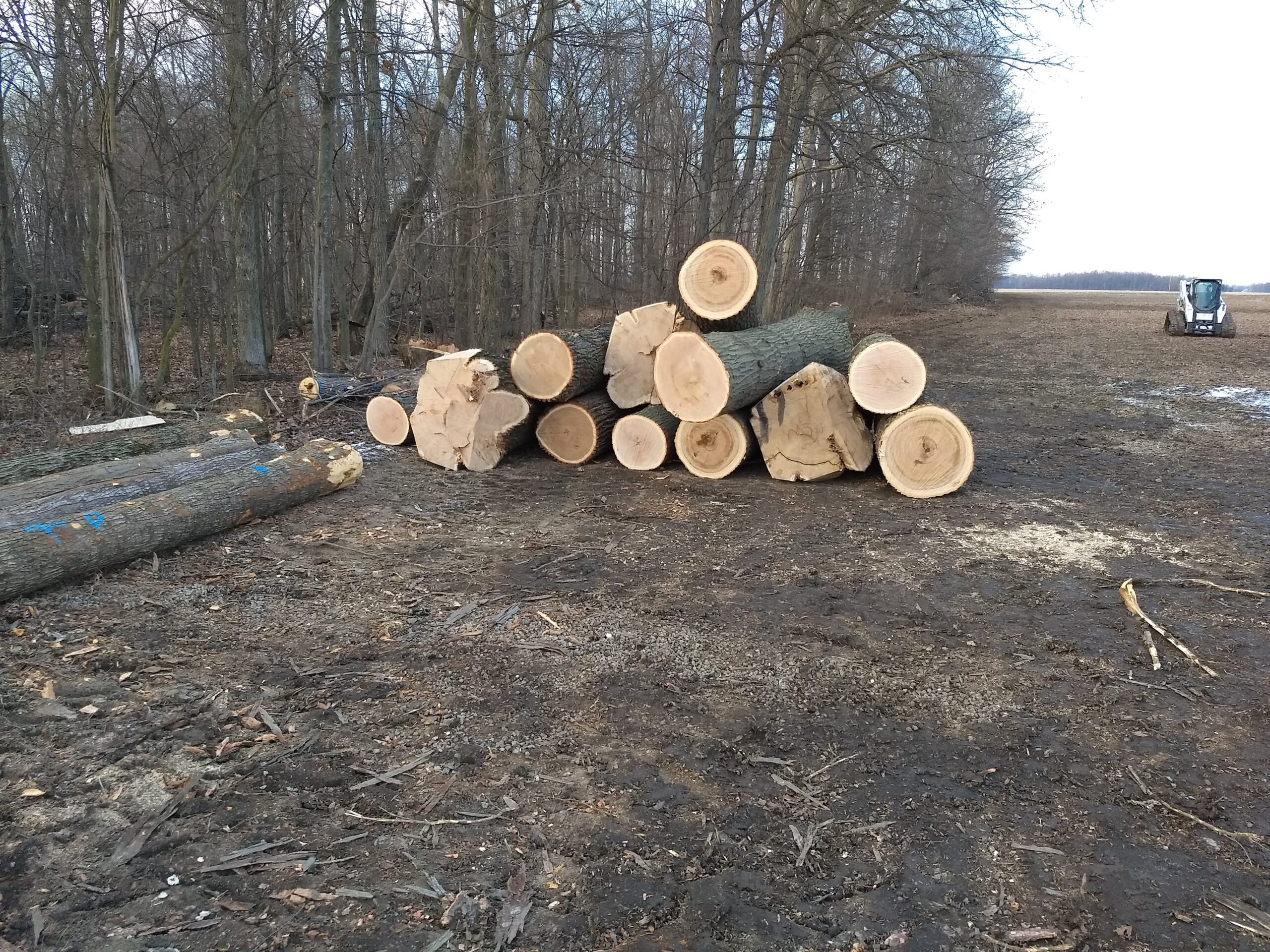 Moser Woods Tree Farm