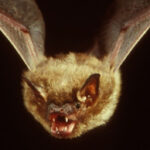 big brown bat